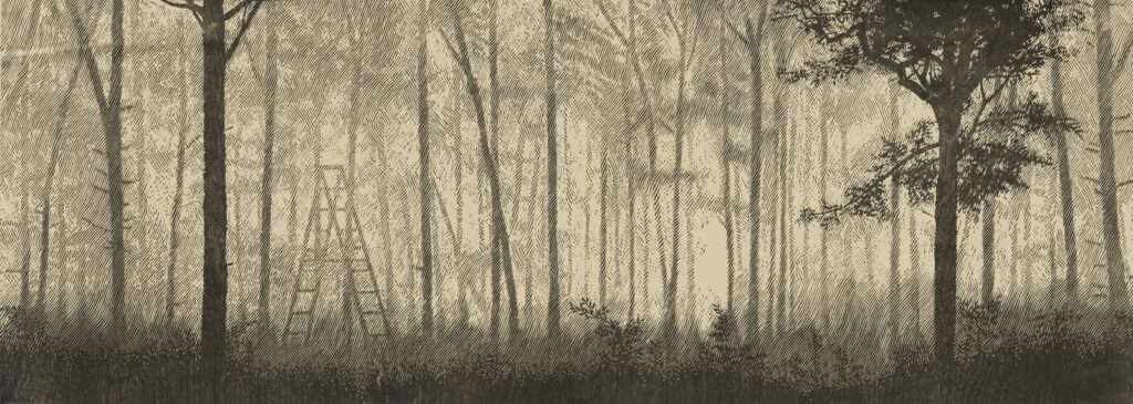 Forest, by Marcelo Daldoce, 2016