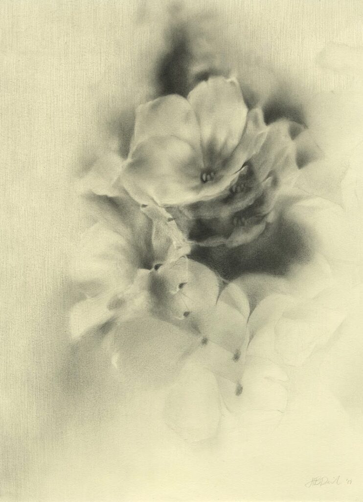 Indelible Memories, Immutable Flowers, by Herbert B. Danielson, 2017, Graphite on paper