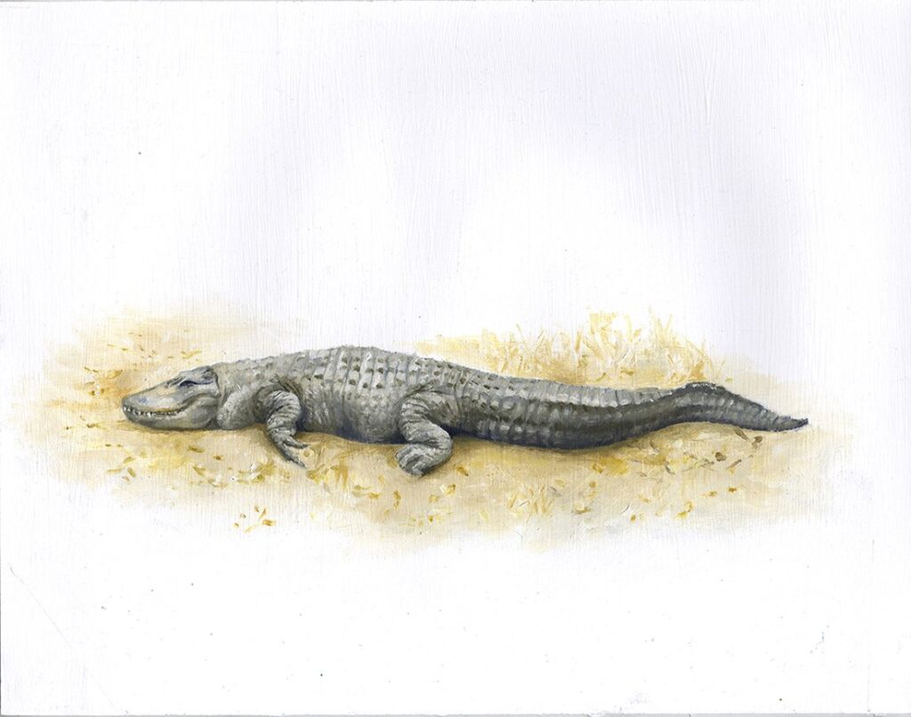 Alligator Study, by Heidi Elbers, 2020, oil on paper