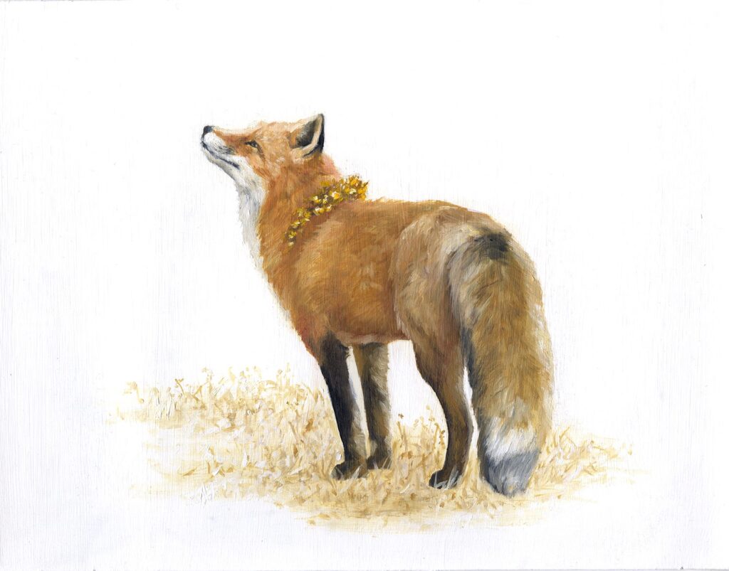 Fox Study, by Heidi Elbers, 2018, oil on paper