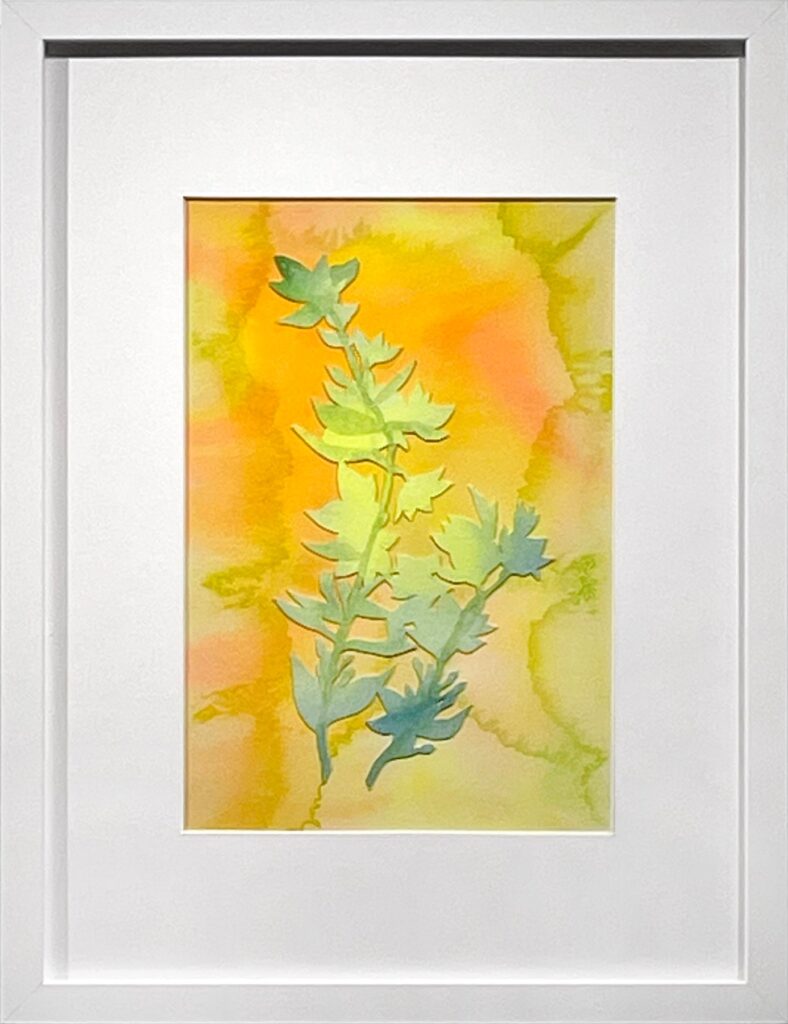 Yellow Loosestrife, by Santiago Galeas, 2023, acrylic on watercolor paper