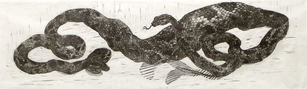 American Python, by Aliene De Souza Howell, 2019
