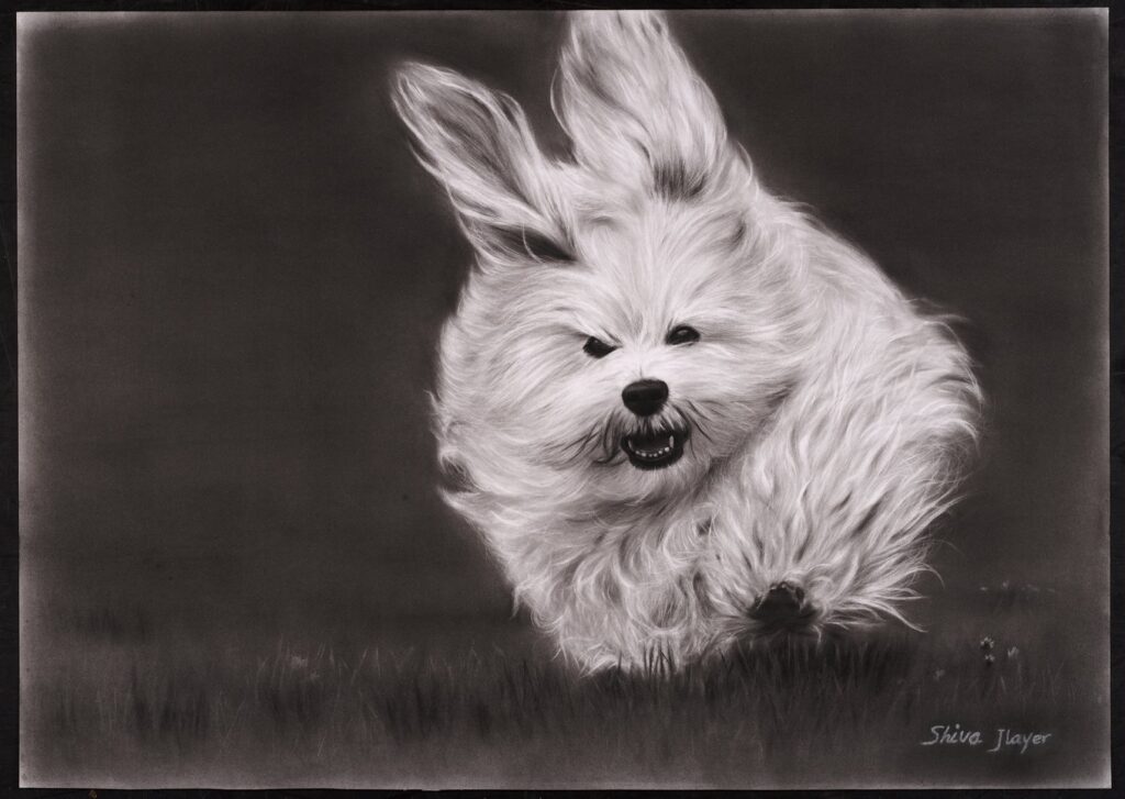Untitled, by Shiva Jlayer, 2015, Charcoal on paper