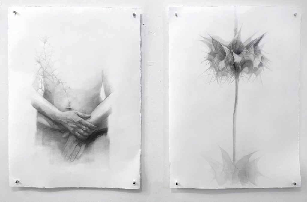Growing Diptych, by Naomi Katz, 2024, graphite on paper