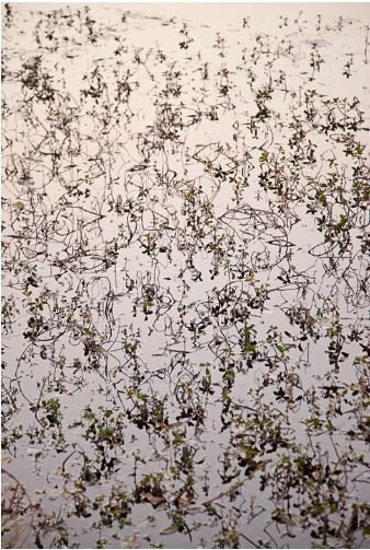 Hangzhou #1, by Laurie Lambrecht, 2009