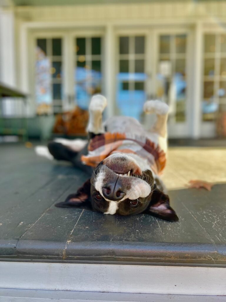 Ready for Pets, by Jared G. Lilly, 2022
