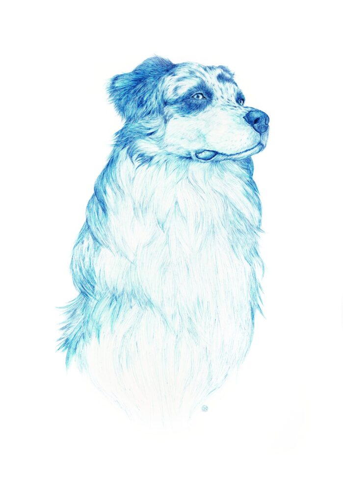 Australian Shepherd, by Tatiana Ortiz-Rubio, 2016
