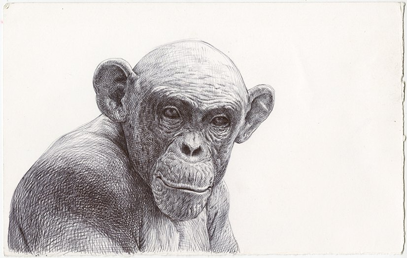Chimp, by Guno Park, 2014, Ink on paper