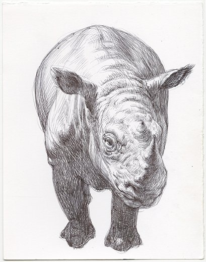 Rhino, by Guno Park, 2014, Ink on paper