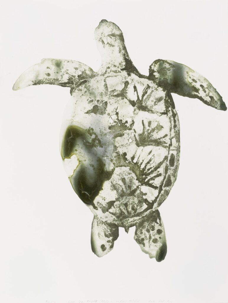 Green Sea Turtle, by Alexis Rockman, 2014, acrylic polymer on paper