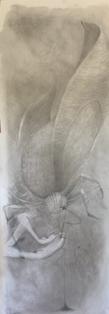 Silk Harvest, by Alexandra Zarins Rolls, 2020, graphite on paper