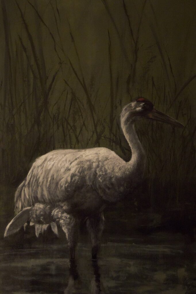 North American Whooping Crane, by Nikki Vail, 2016, oil and acrylic on canvas