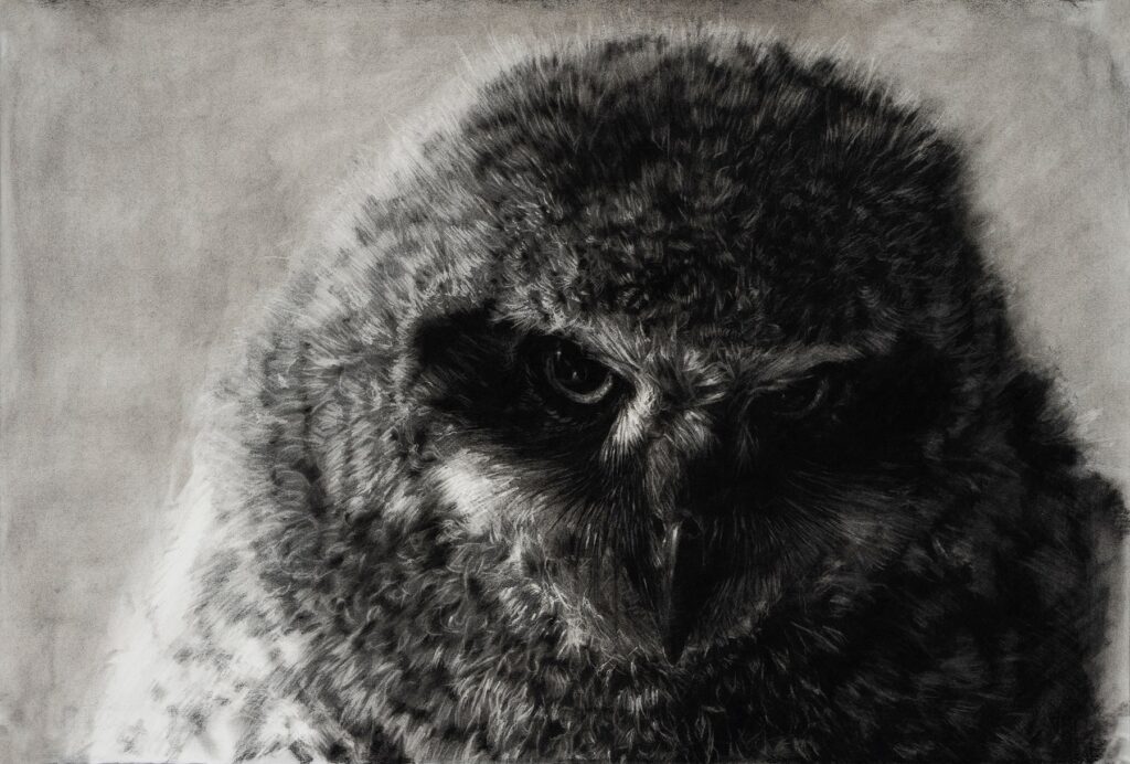 Juvenile Bubo Virginianus, by Tyler Vouros, 2019, charcoal and water on Fabriano paper mounted to stretched canvas