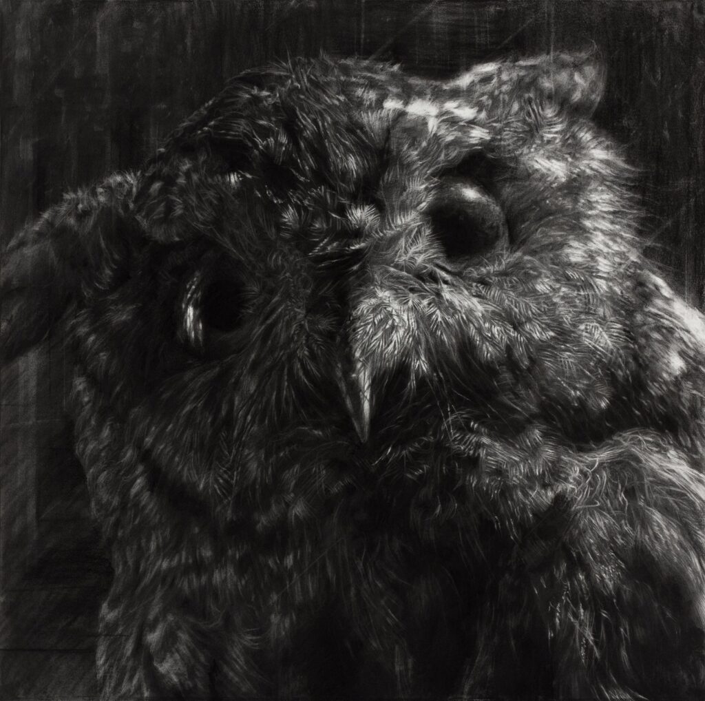 Megascops asio, by Tyler Vouros, 2017, Charcoal and water on mounted paper