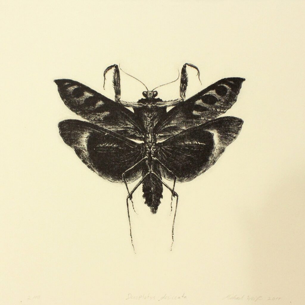 Deroplatys Desiccata, by Michael Weiss, 2019, lithograph on paper