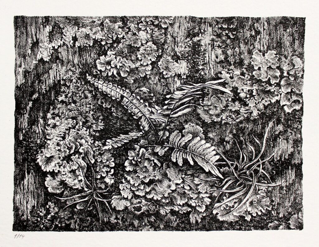 Epiphytes, by Michael Weiss, 2019, lithograph on paper