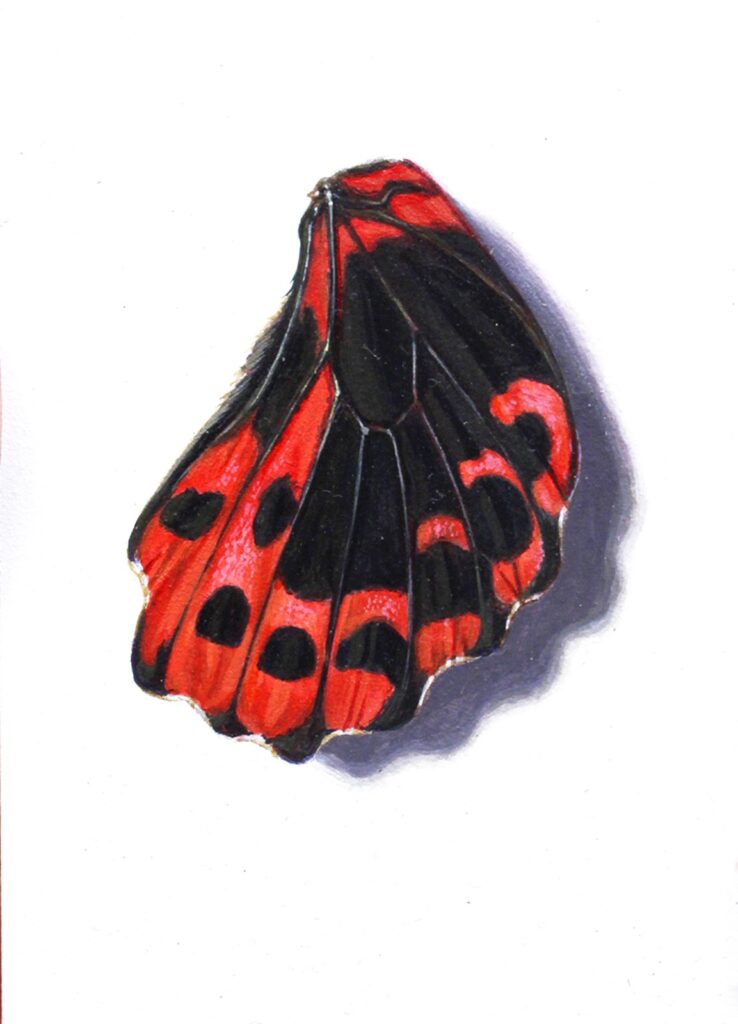 Papilio Rumanzovia, by Michael Weiss, 2019, acrylic on panel