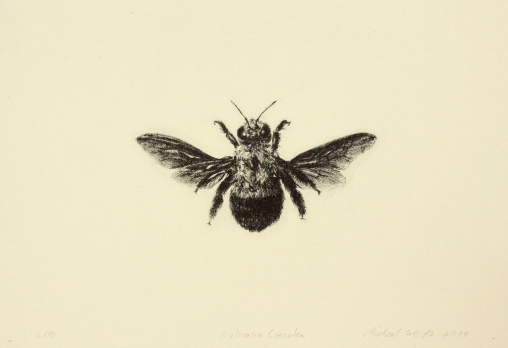 Xylocopa Caerulea, by Michael Weiss, 2019, lithograph on paper