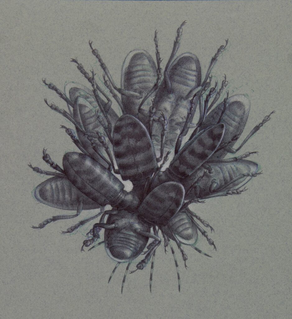 Asian Long-Horned Beetle / Lotus Form, by Zane York, 2018, charcoal pencil on paper