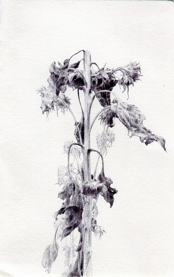 Sunflowers I, by Dina Brodsky, 2015