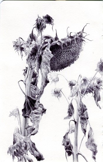 Sunflowers II, by Dina Brodsky, 2015