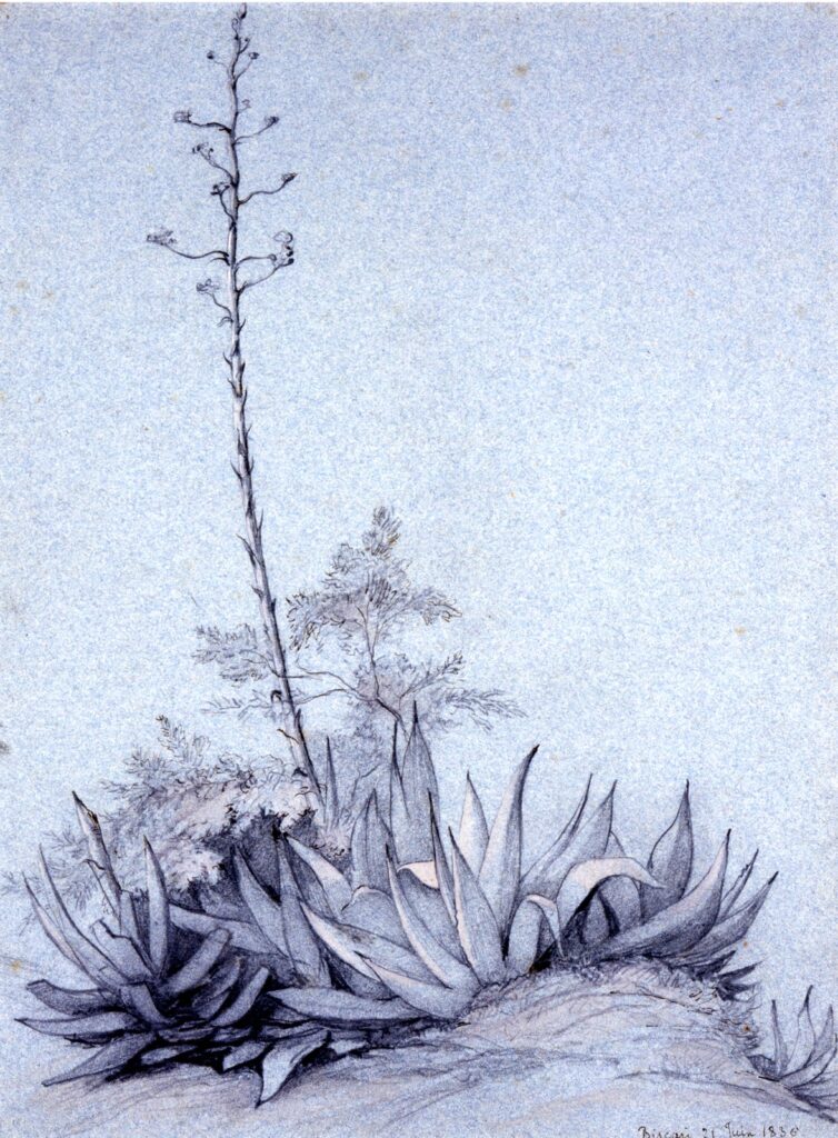 Flowering Yucca, by Charles Damour, 1836, Graphite and body color with pen, and black ink on blue paper