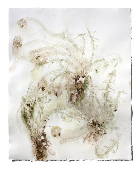 Dandelions from the Hoop House, by Matt Drissell, 2012