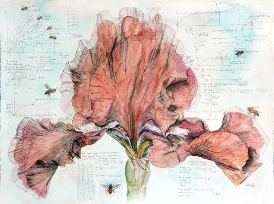 Iris #5, by Chris Duke, 2013, Watercolor, pen, ink on paper