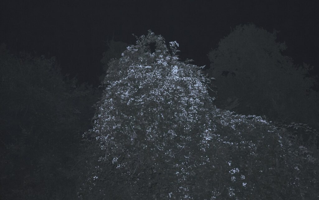 They Can See Us, by William Logan, 2013
